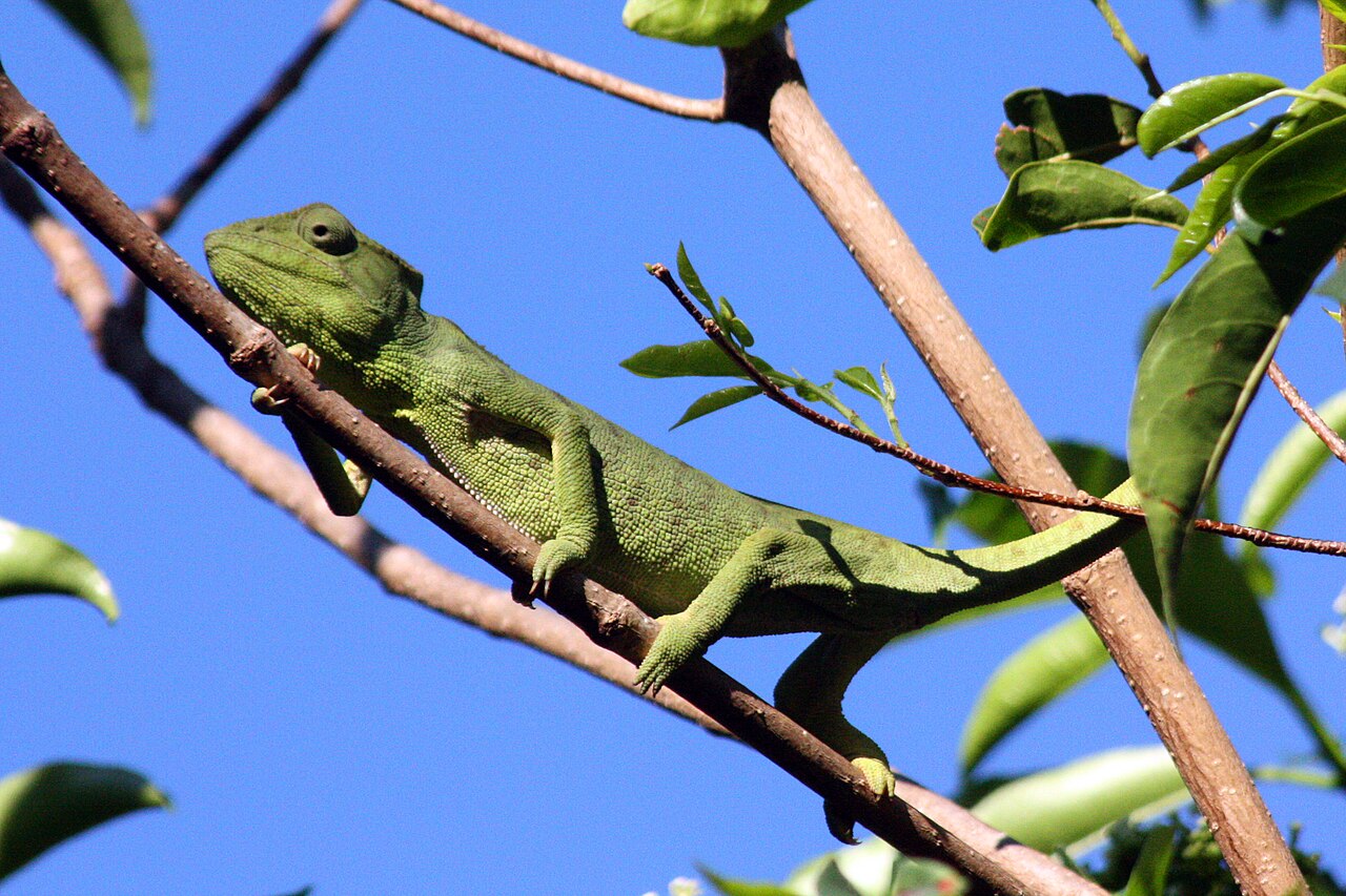 Chameleon Poop: What Healthy Droppings Look Like (Color Chart)