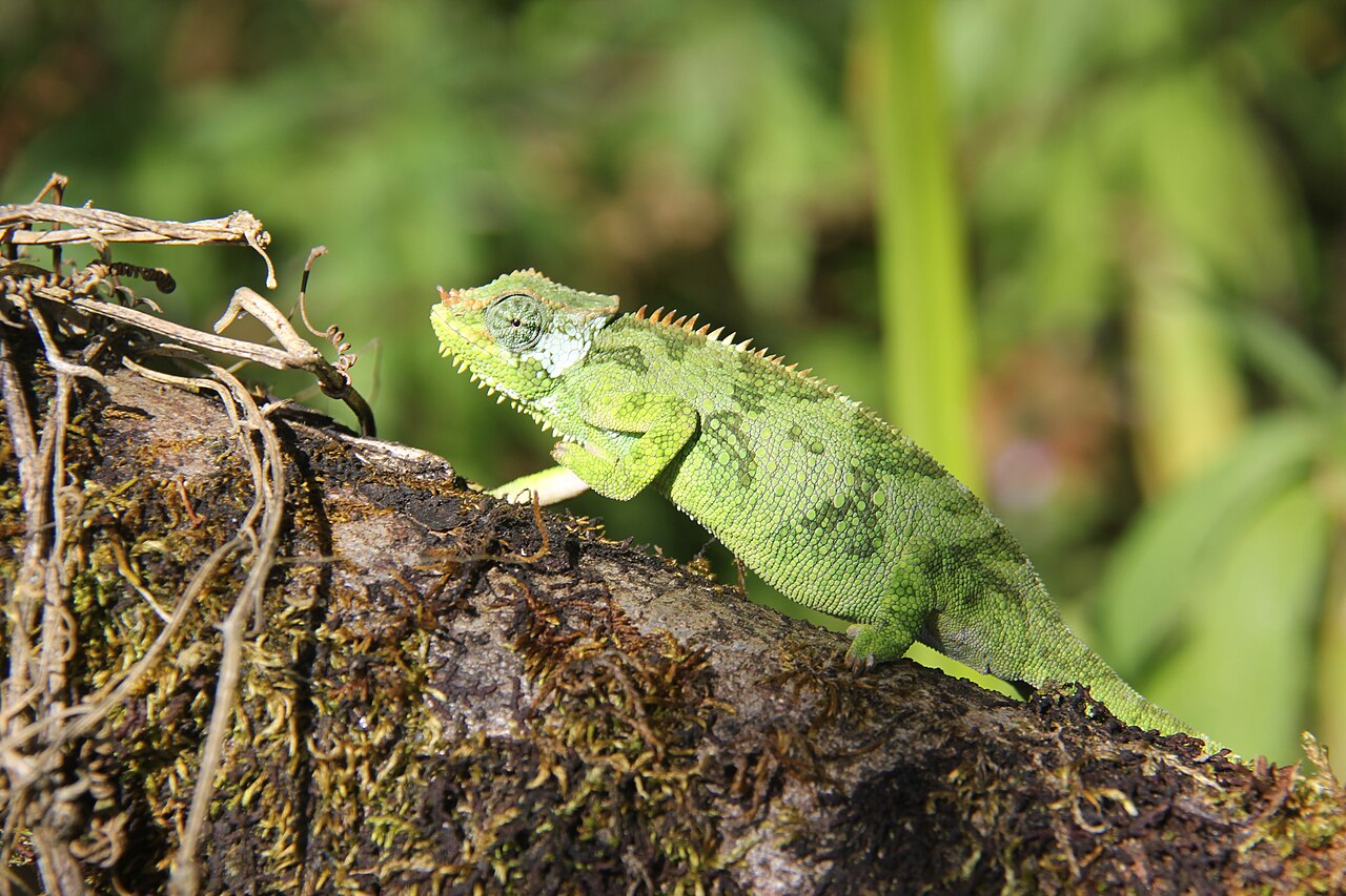 What Does Unhealthy Chameleon Poop Look Like?