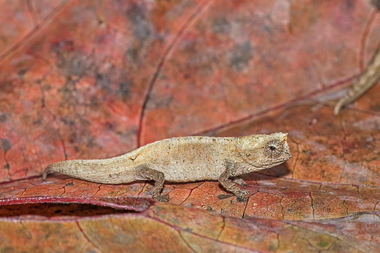 Chameleon Poop vs Gecko Poop