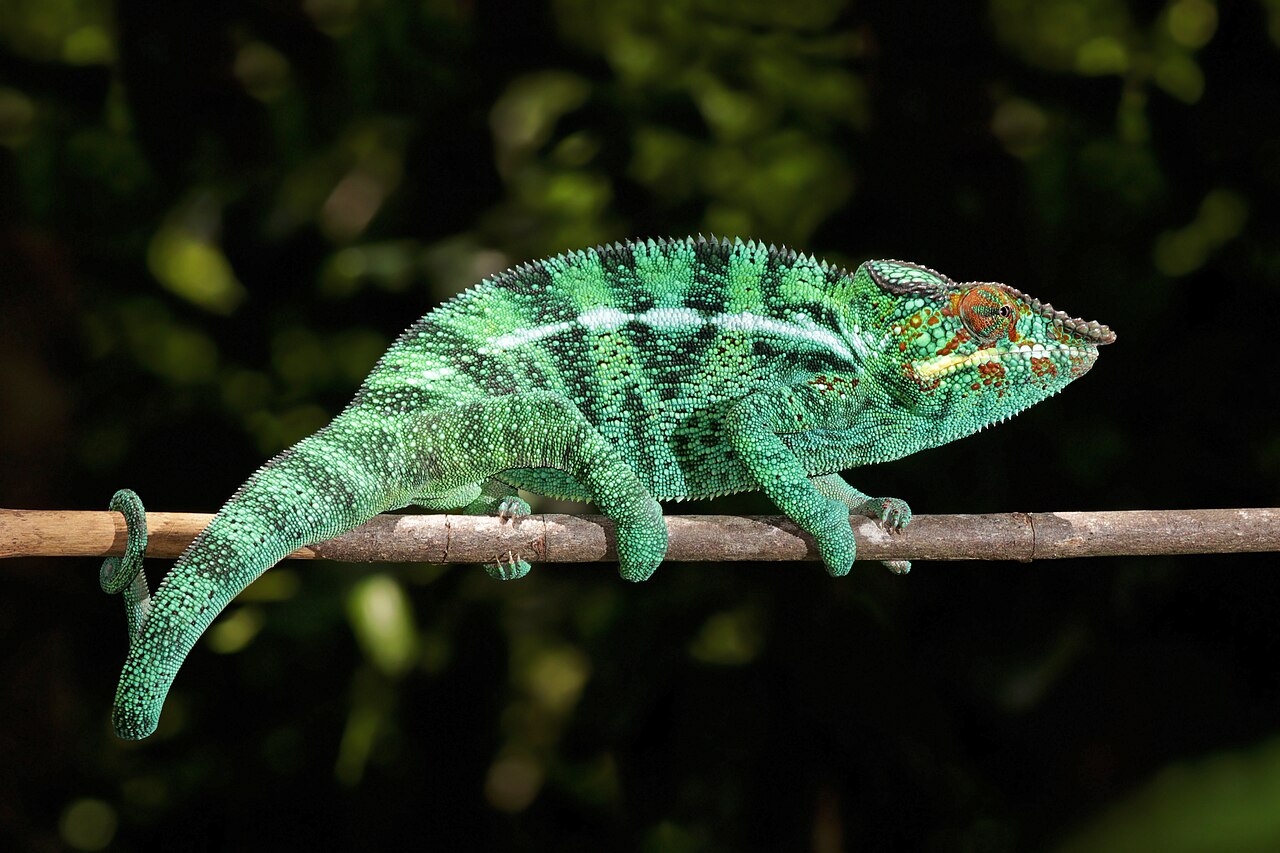Chameleon Poop vs Anole Poop