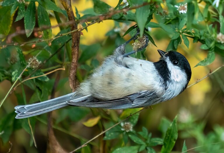 Chickadee Tracks: How to Identify Them in Snow, Mud and Sand
