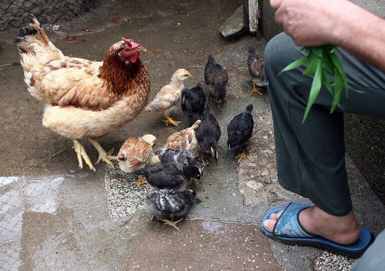 Chicken Sounds: 7 Calls, What Each Means and When You Hear It