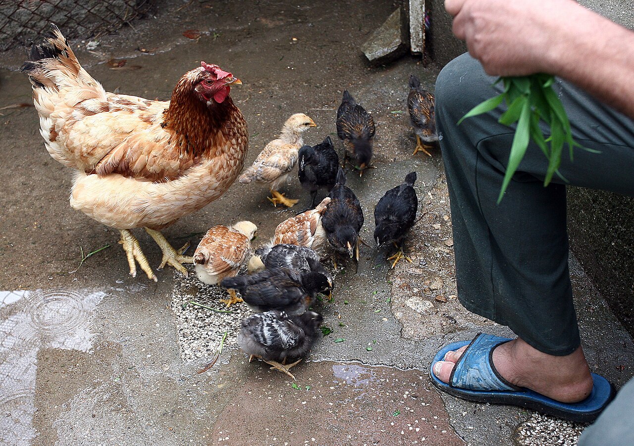 Chicken Sounds: 7 Calls, What Each Means and When You Hear It