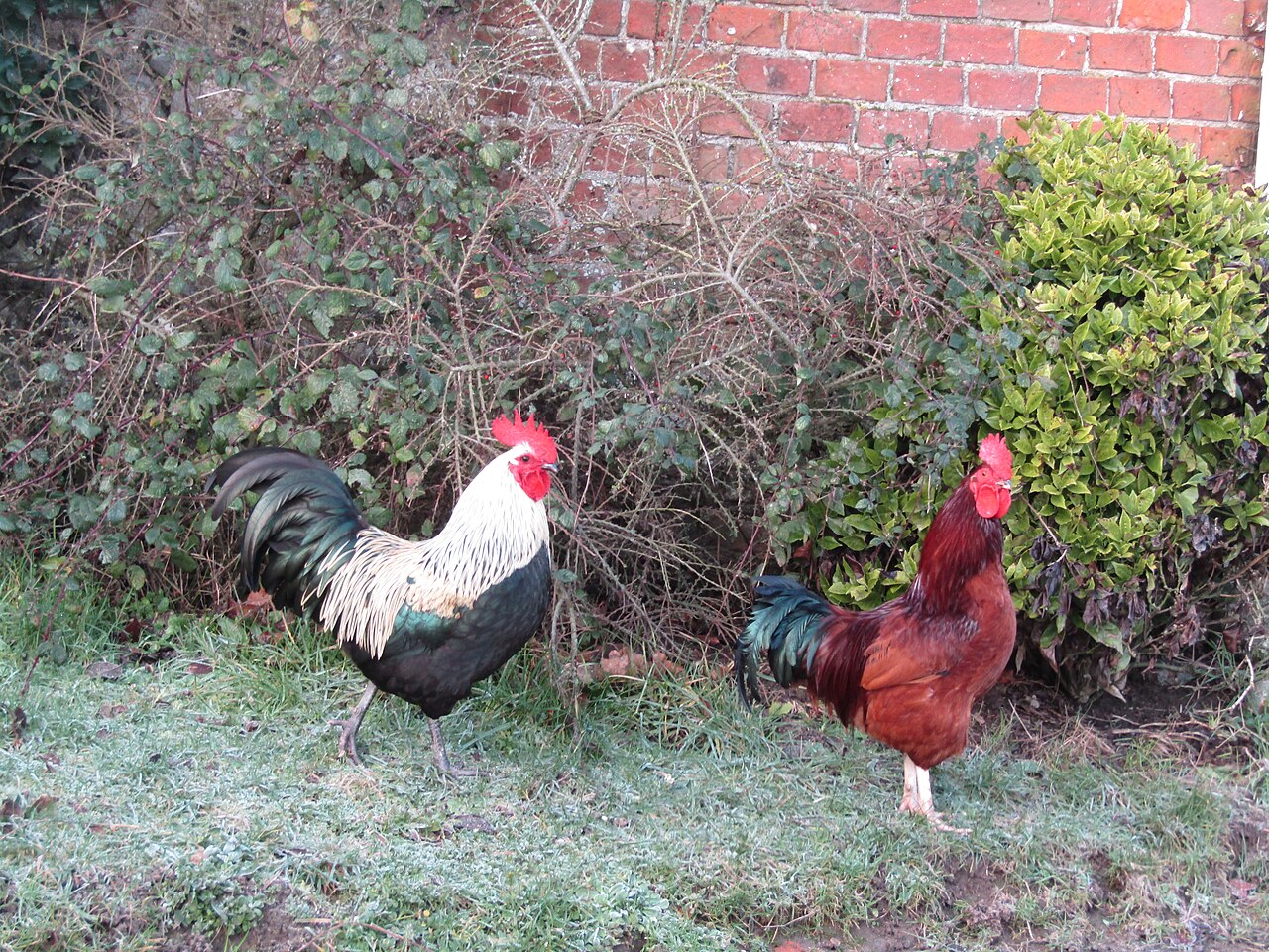 Contented Clucking, Chirping and the Dust Bath Purr