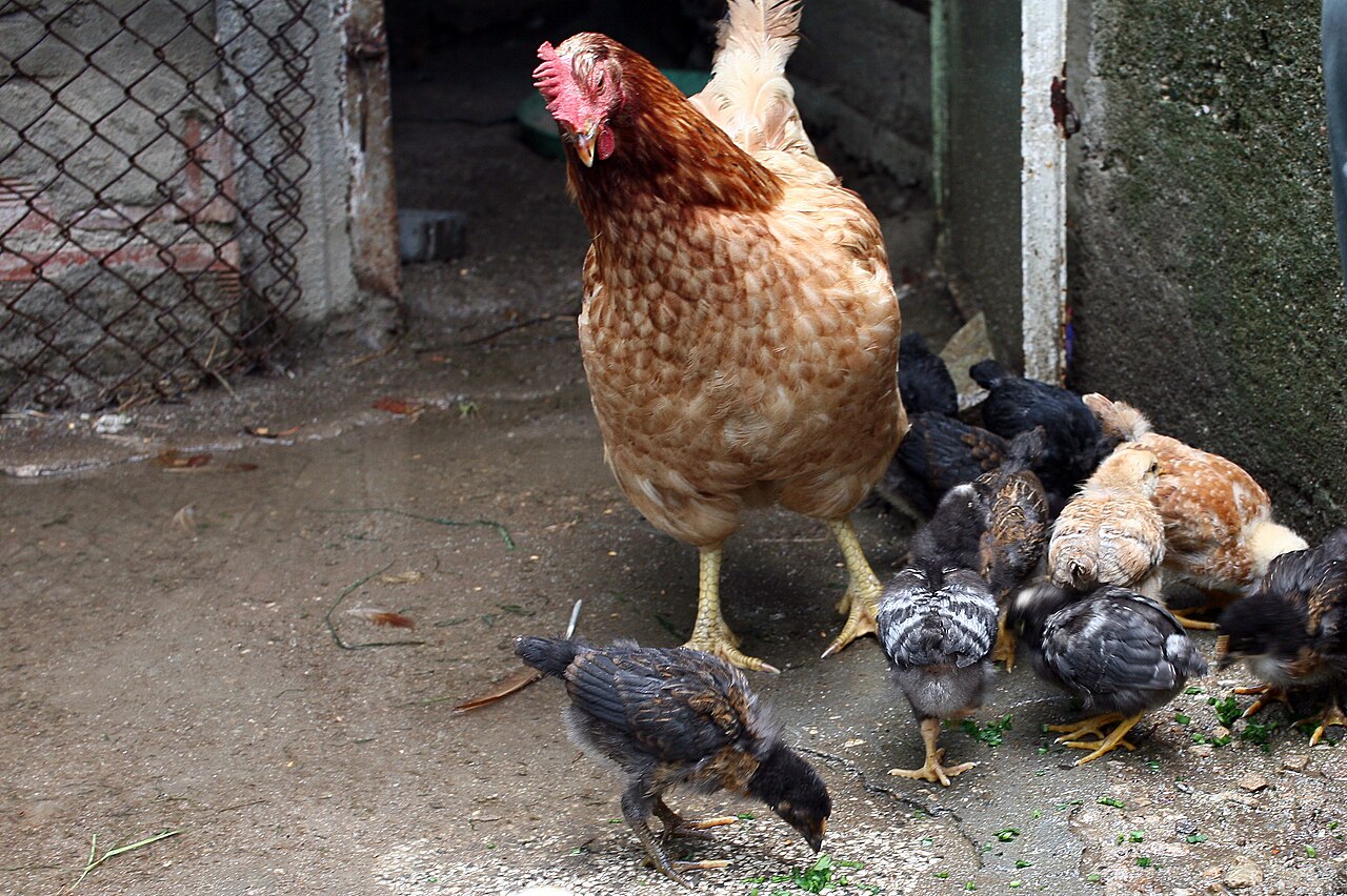 The Food Call and Tidbitting: How a Rooster Courts a Hen