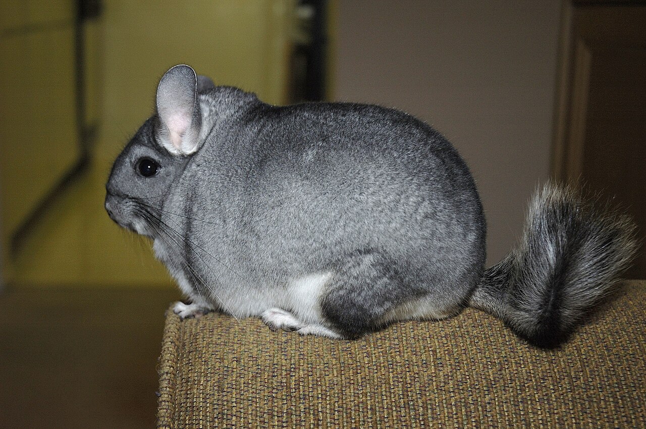 Chinchilla Poop: What It Looks Like and 3 Look-Alikes
