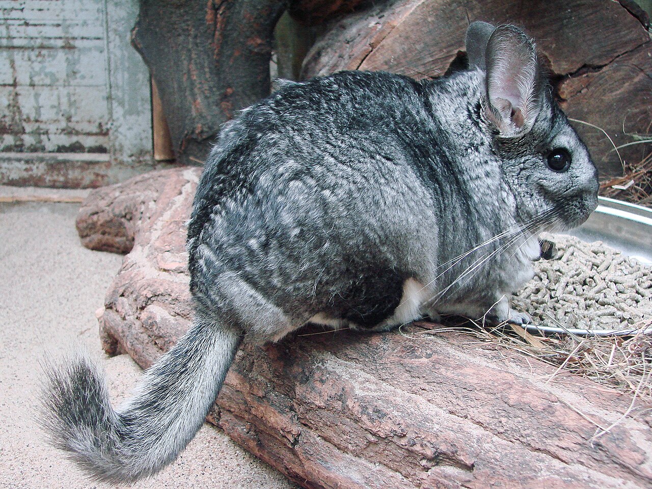 Chinchilla Poop vs Rat Poop