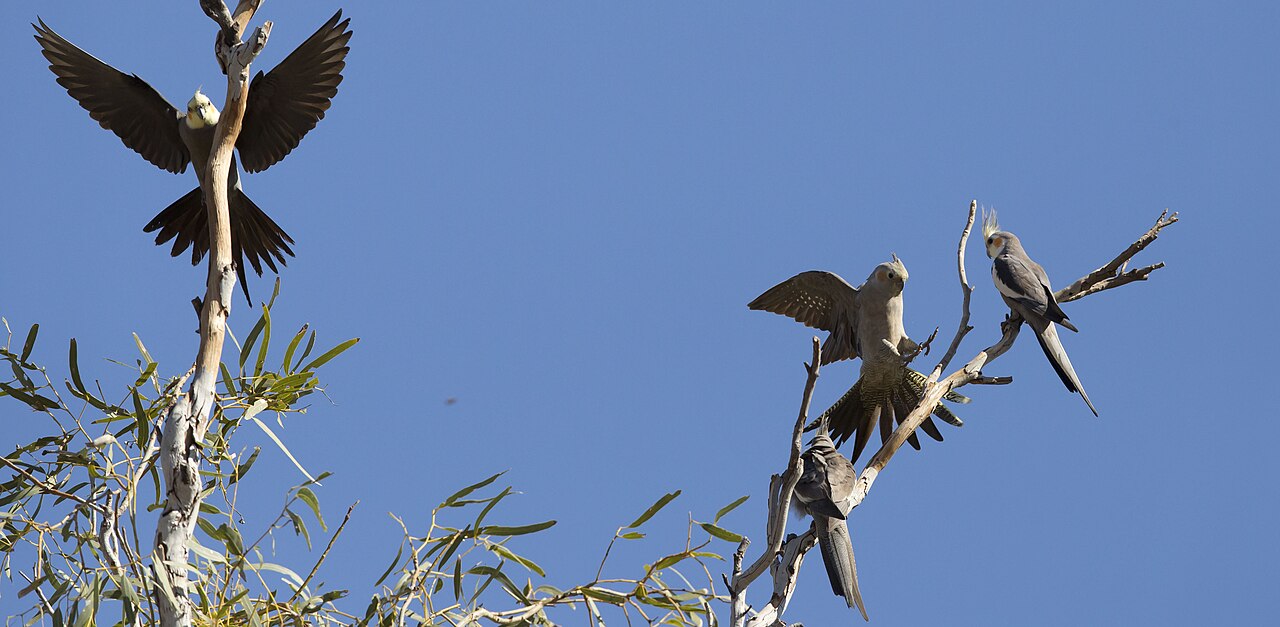 Cockatiel Sounds: 11 Calls and What Each One Means