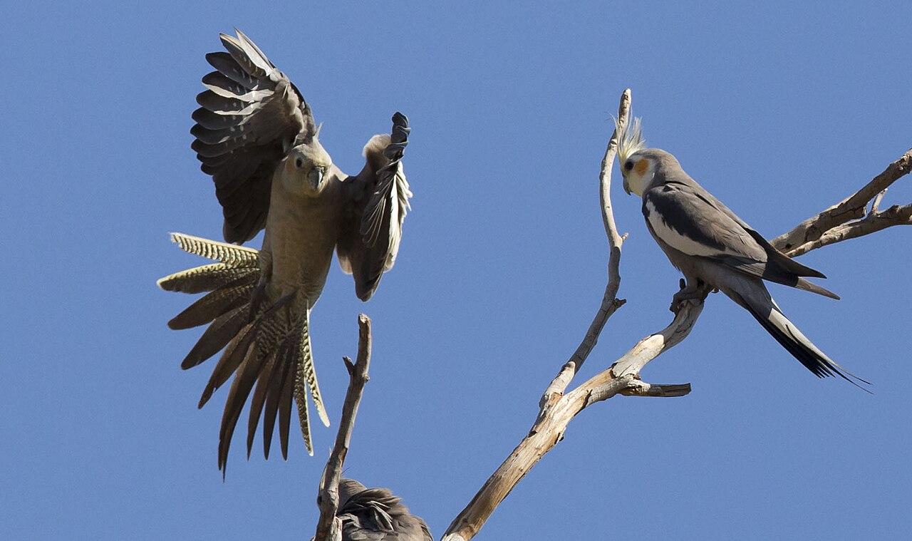 What Do Different Cockatiel Noises Mean?