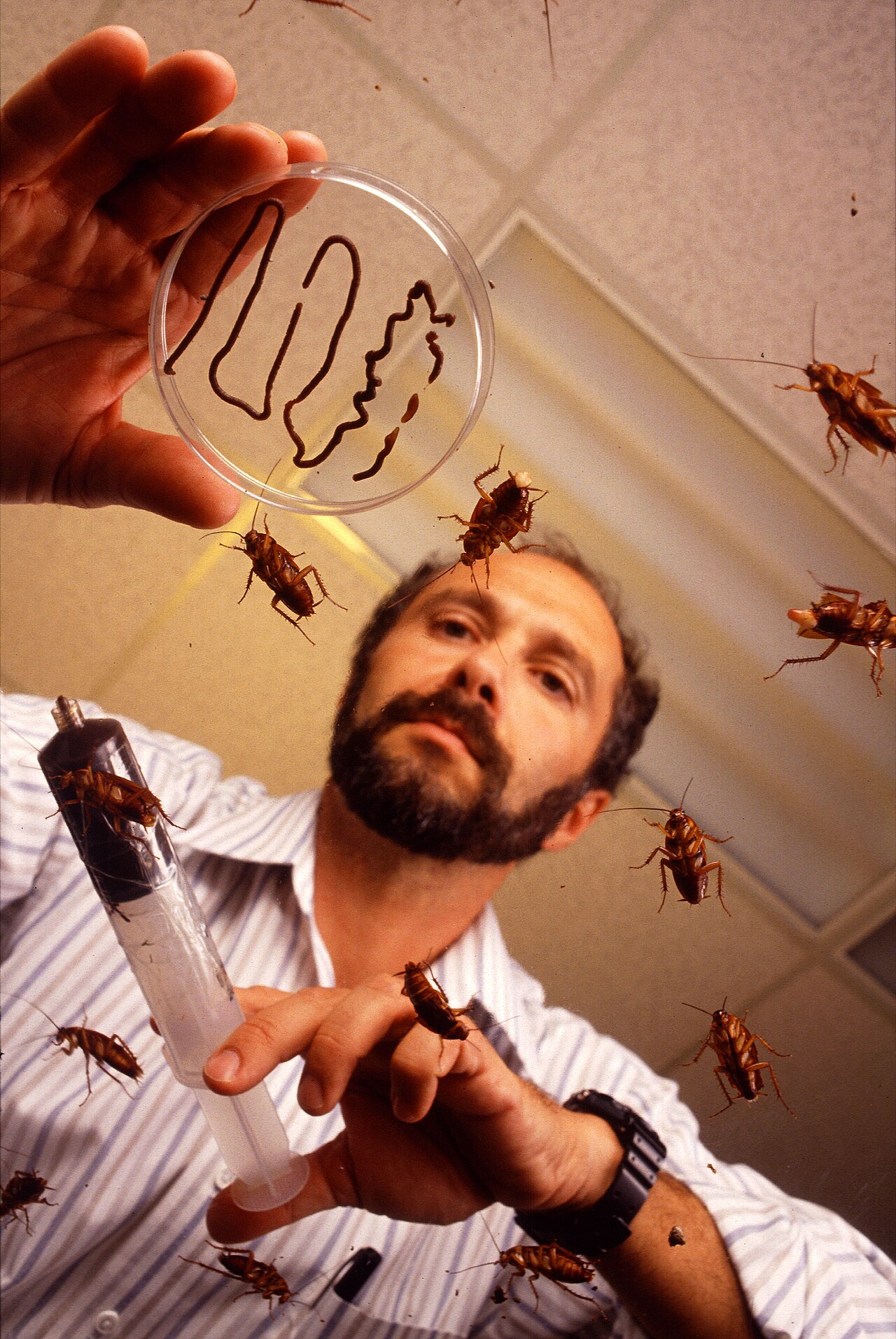 Cockroach Spiritual Meaning: Omens, Dreams and Symbolism