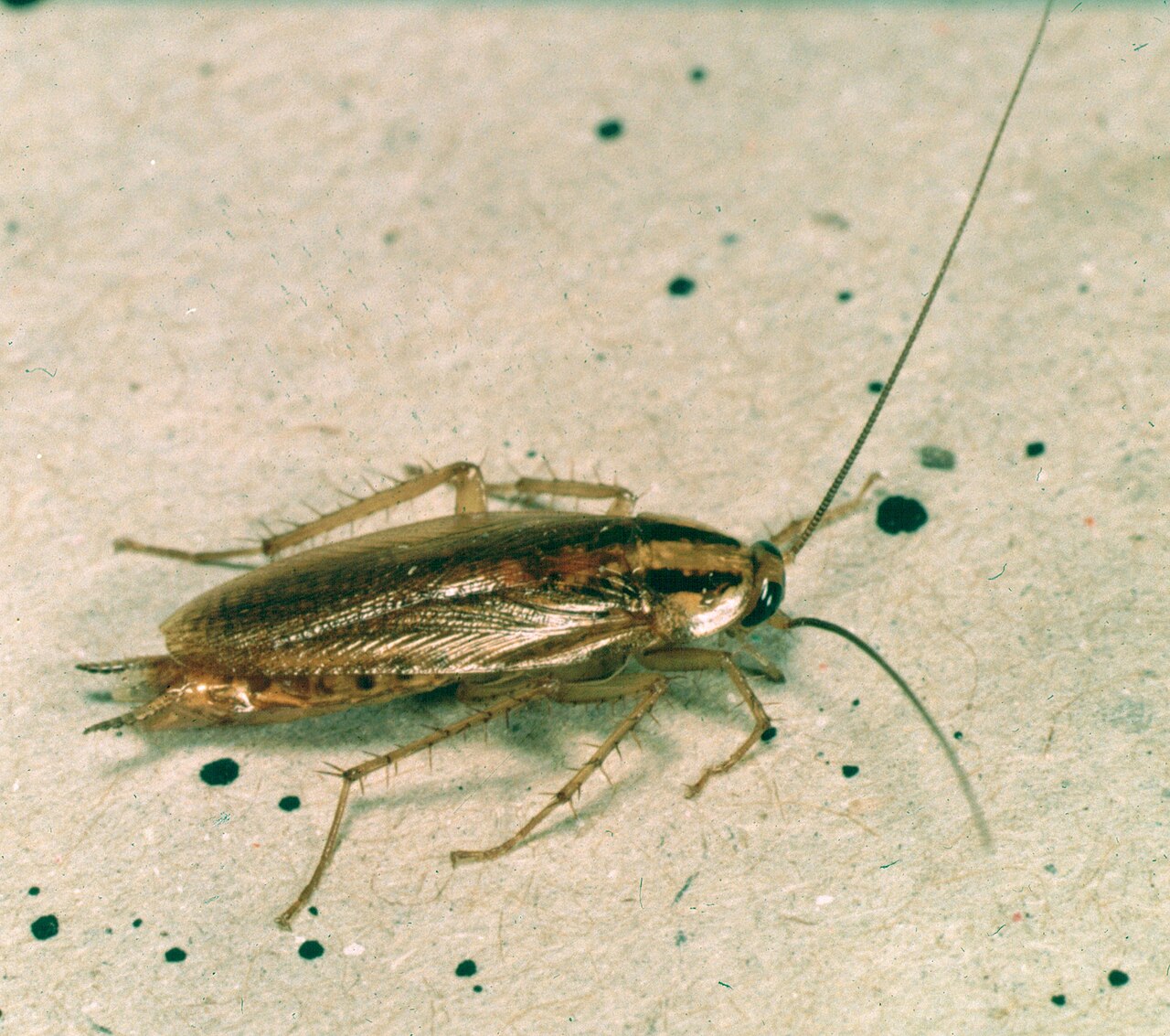 What Is the Definition of a Cockroach?