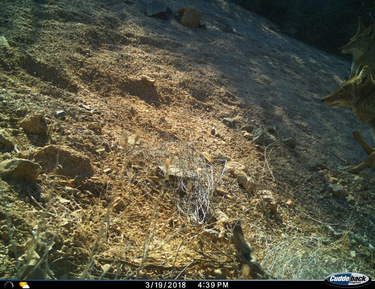 Coyote Symbolism: What It Means to See One, by Tradition