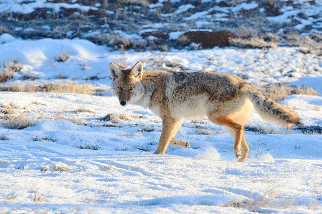 Coyote Symbolism in Native American Traditions