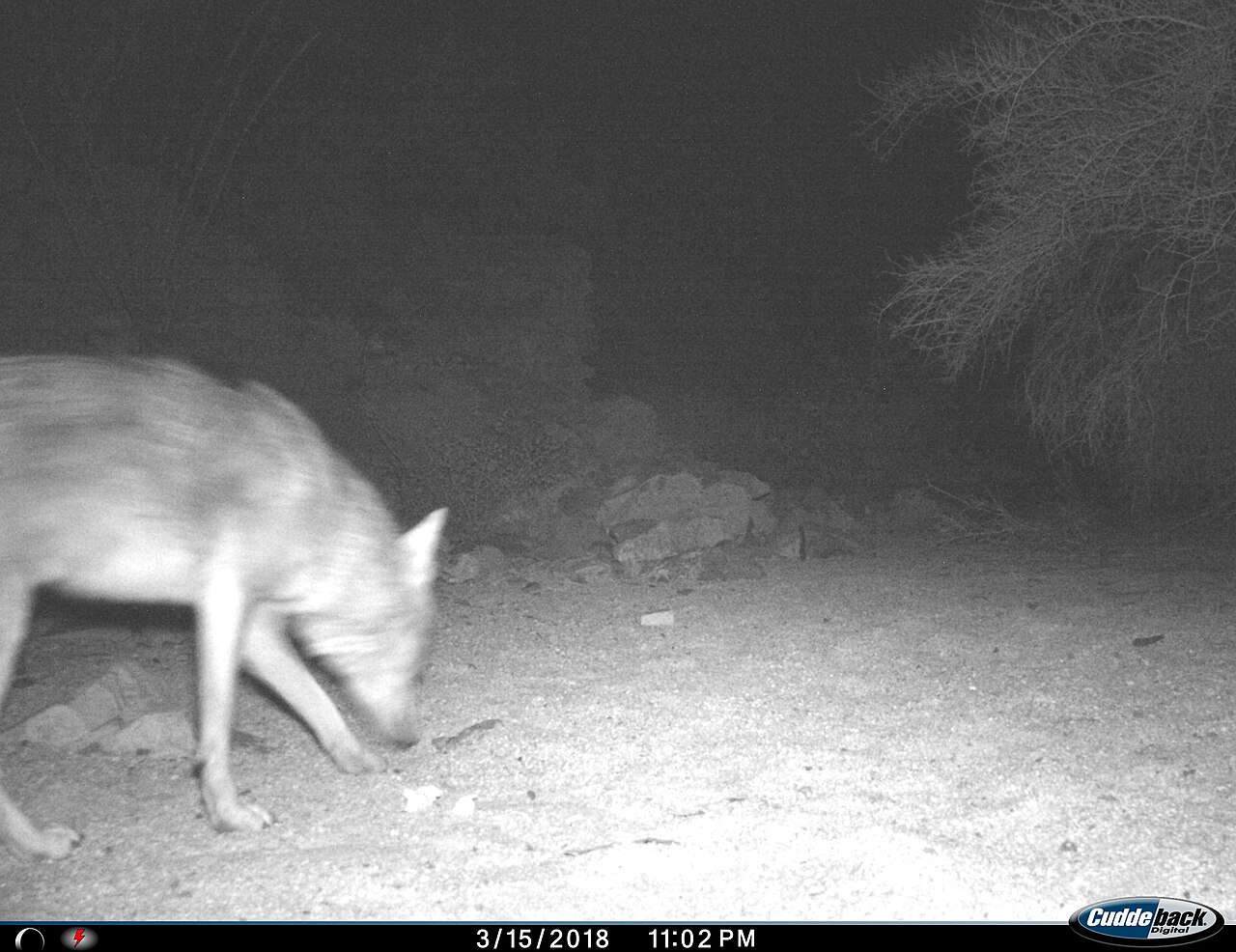 Coyote Meaning in Christian and Biblical Interpretation