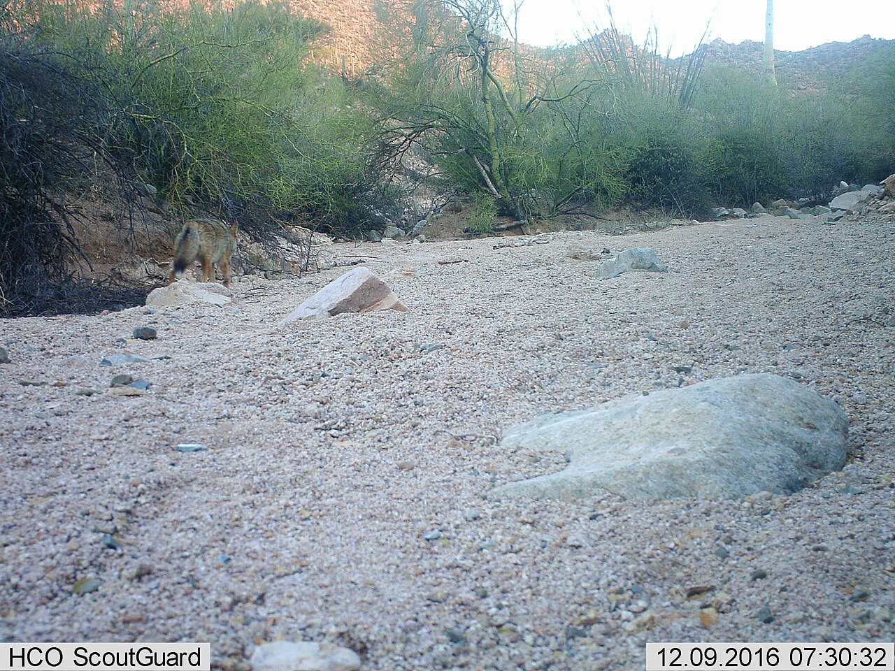 How to Identify Coyote Tracks in Snow