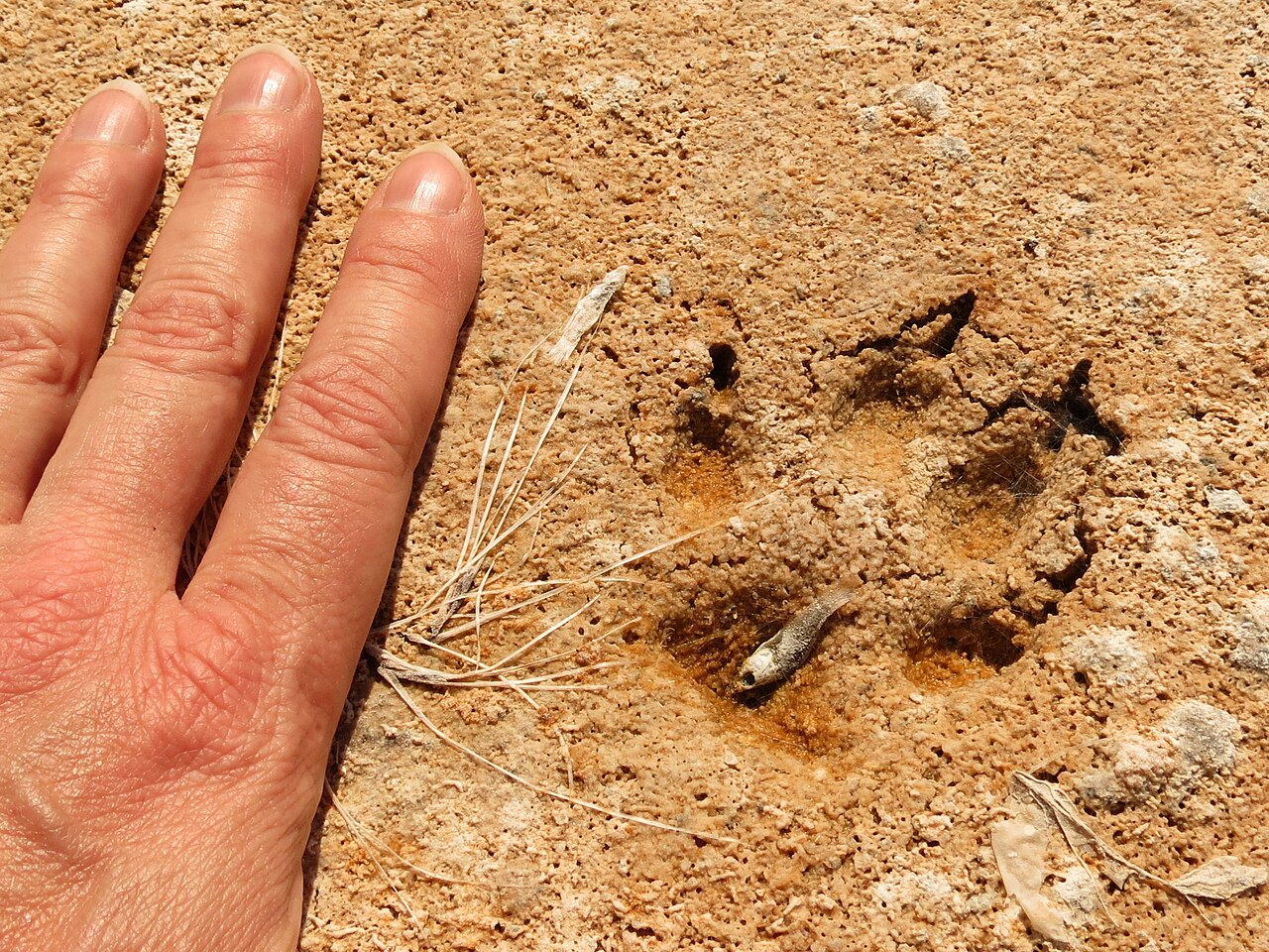 Coyote Tracks in Mud
