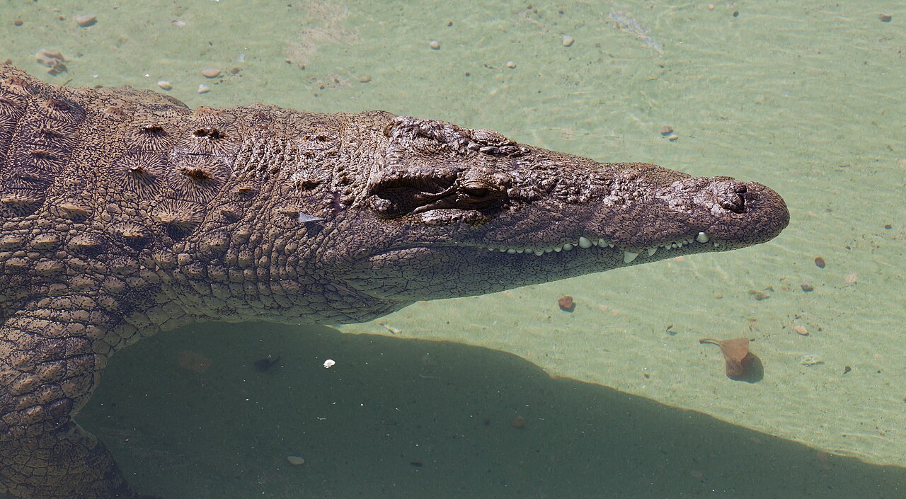 Being Chased by a Crocodile