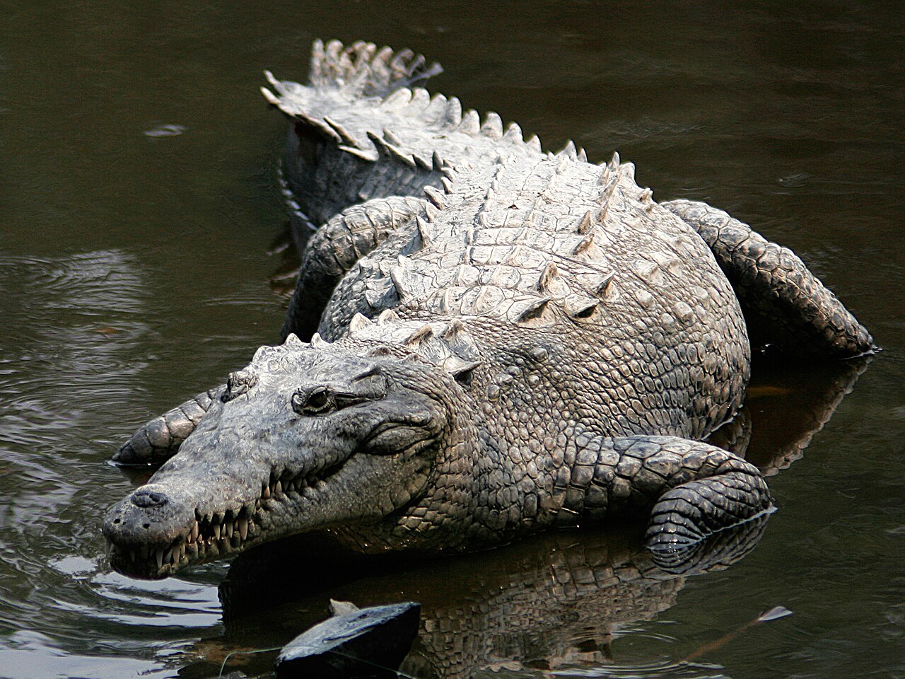Being Attacked or Bitten by a Crocodile