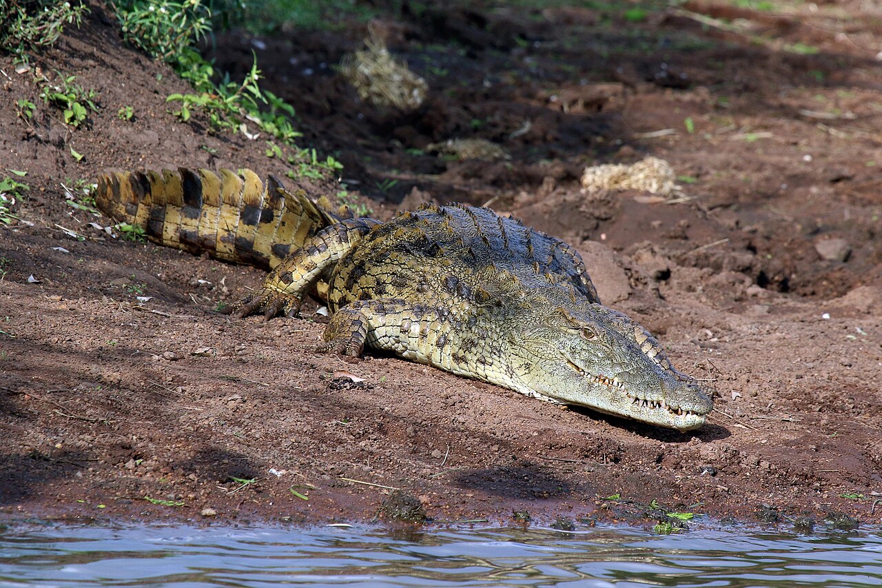 Crocodile Symbolism: What Seeing One Means, Tradition by Tradition