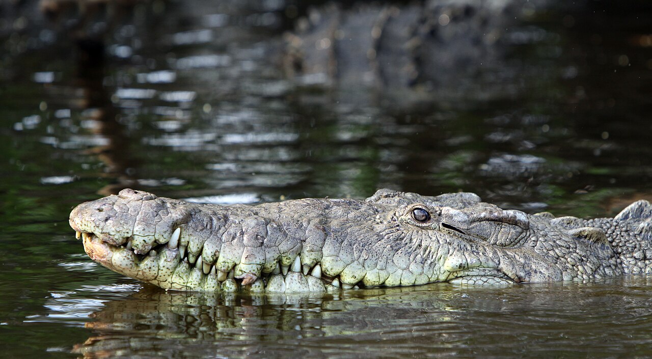 What Is the Crocodile a Symbol Of Across Traditions