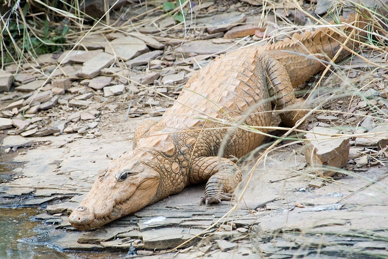 What Do Crocodiles Represent Biblically?