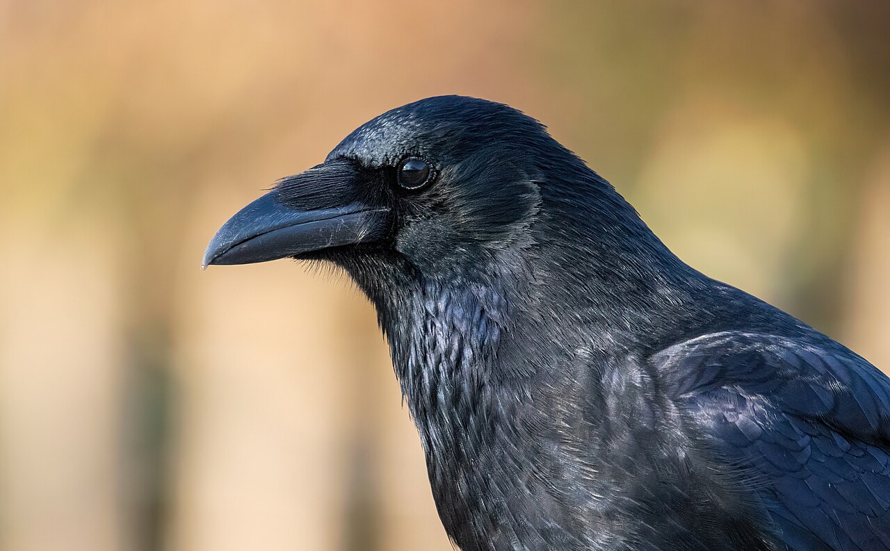 How Big Is Crow Poop?