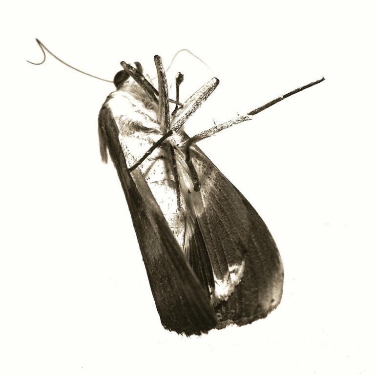 Dead Butterfly Meaning: 6 Spiritual Readings and What October Explains