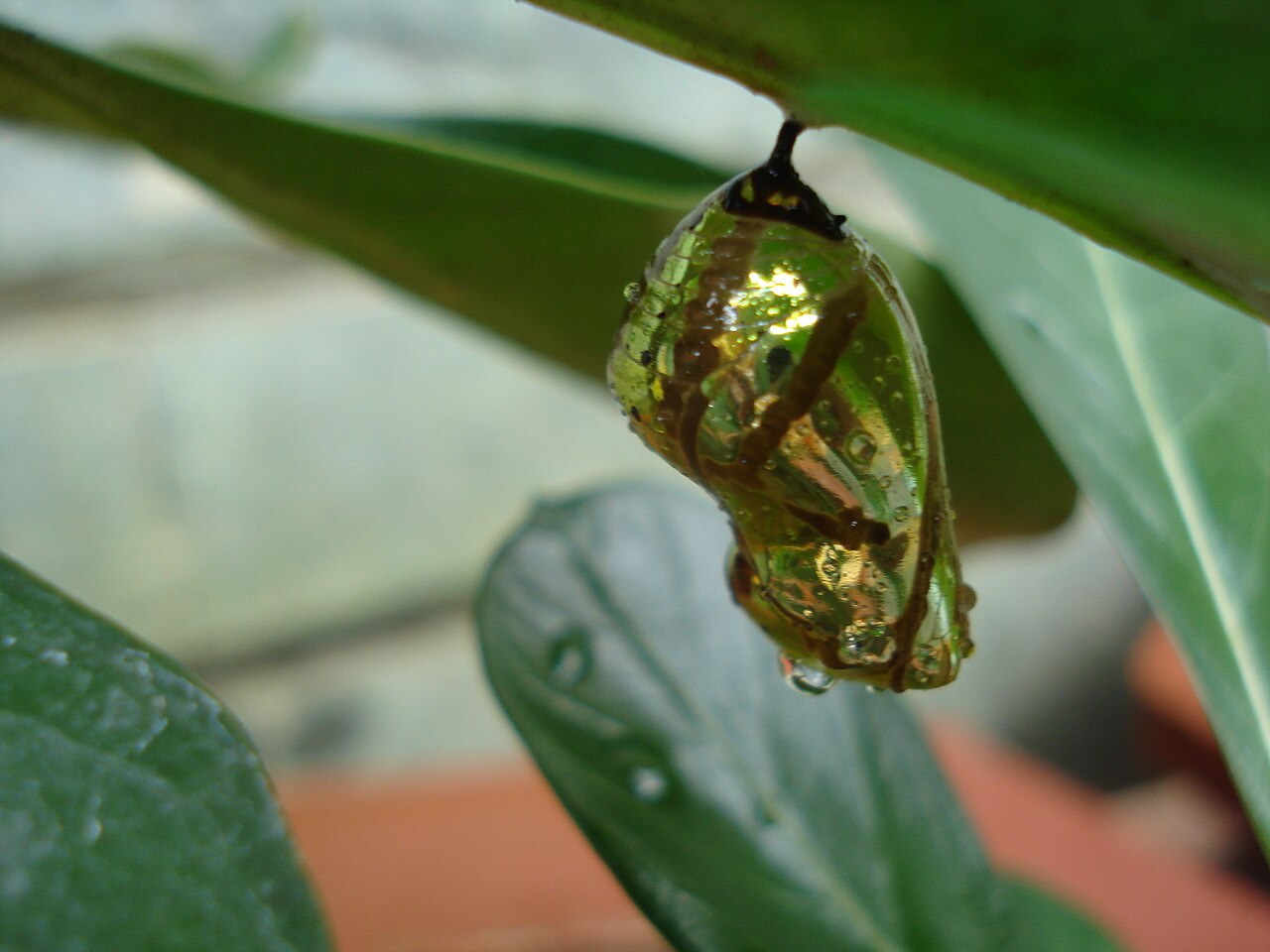 Dead Butterfly Meaning in the Bible and Christian Belief