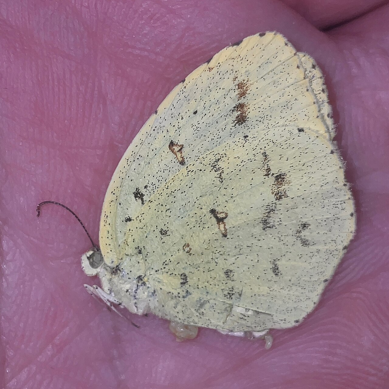 East Asian Views: Japan, China and the Butterfly as Spirit