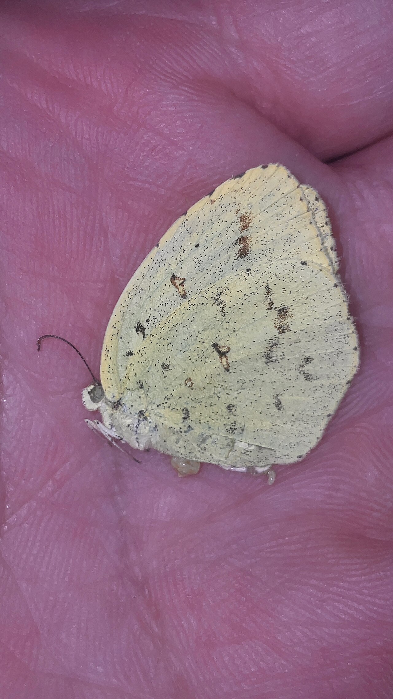 Dead Butterfly Meaning in Grief and the Death of a Loved One