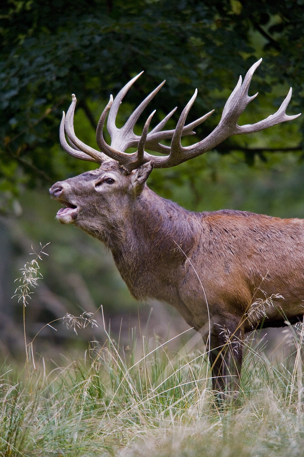 Deer in Christian and Biblical Symbolism