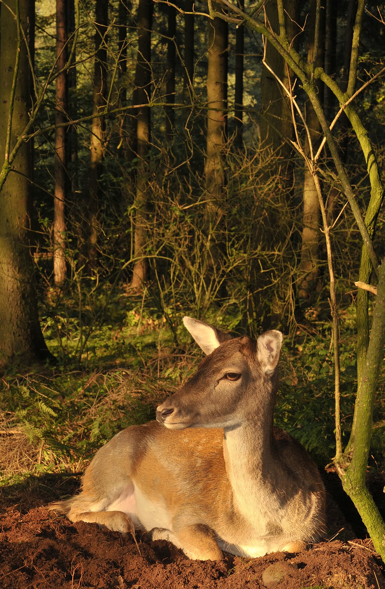 Celtic and Norse Deer Symbolism