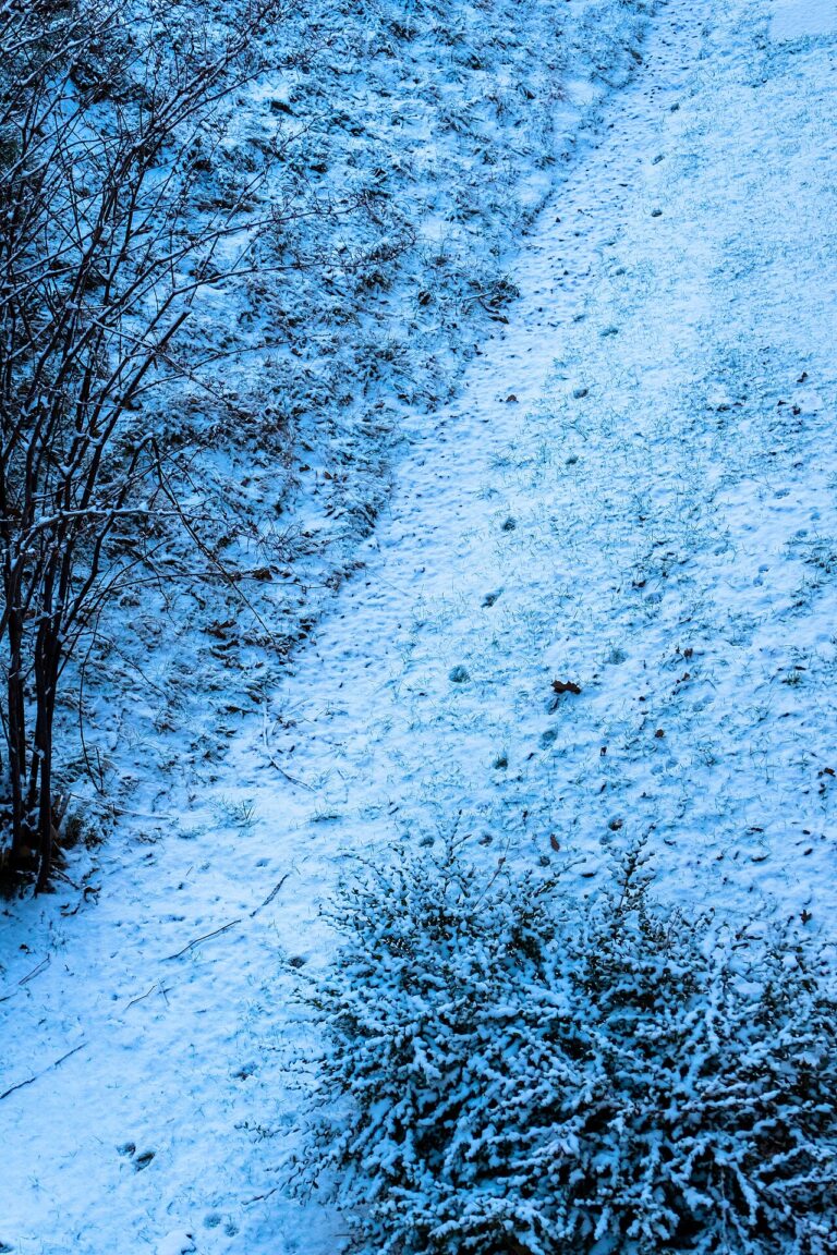 Deer Tracks: 5 Marks That Identify Them in Snow, Mud and Sand