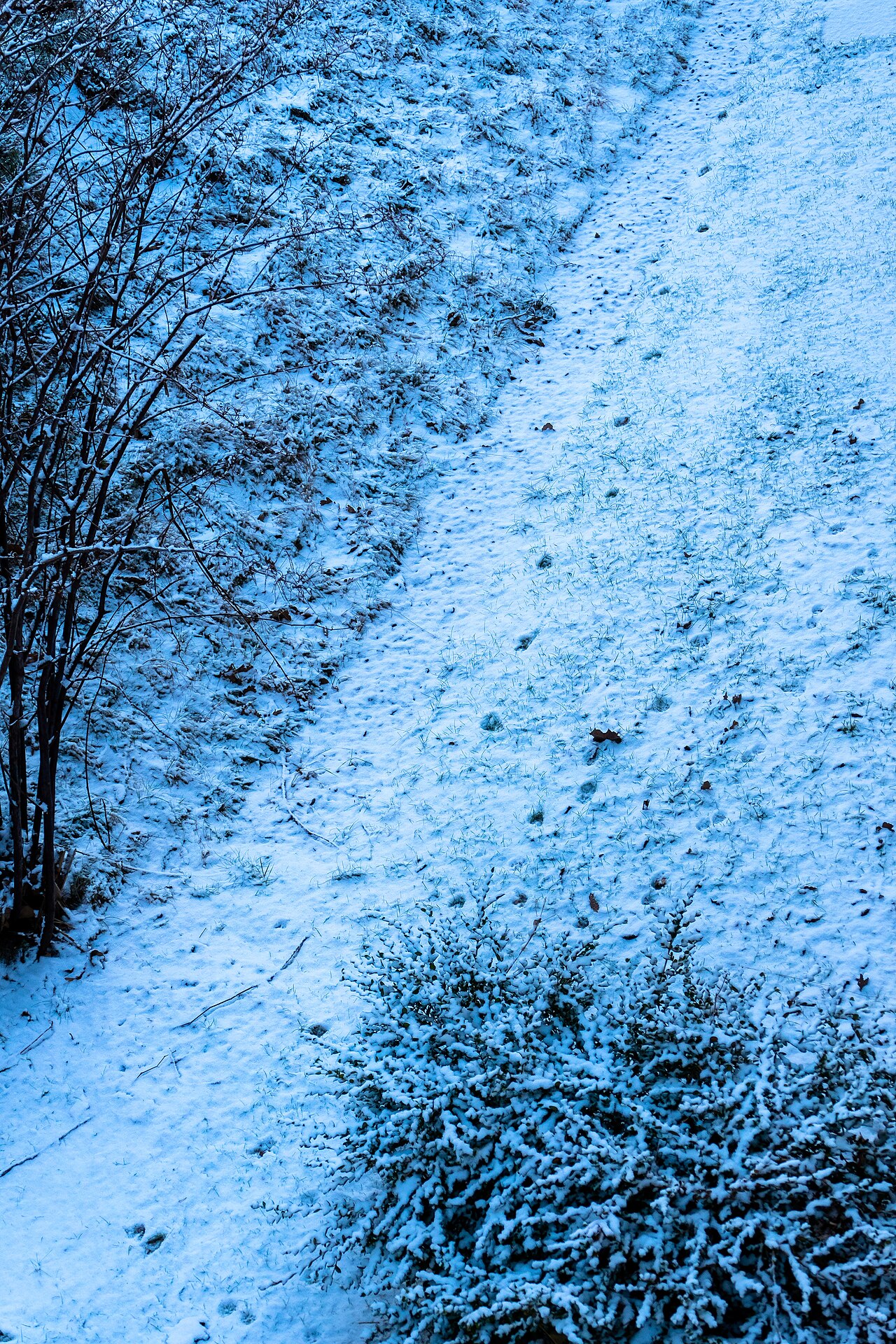 Deer Tracks: 5 Marks That Identify Them in Snow, Mud and Sand