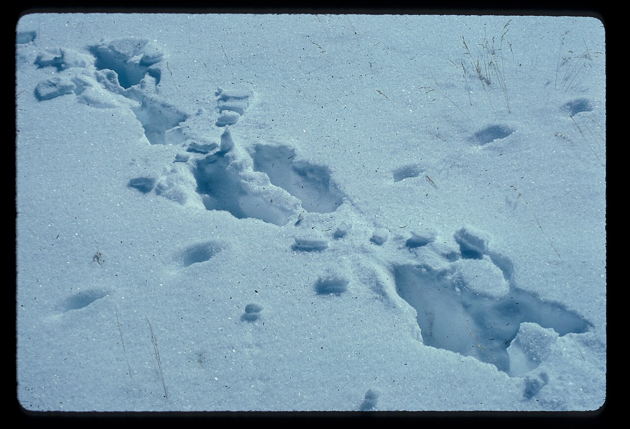 Deer Track Size by Age and Sex