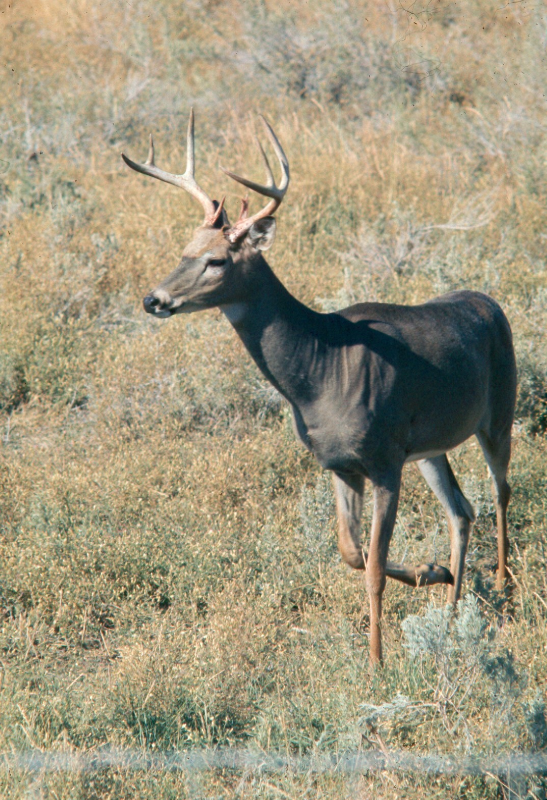 How to Tell Which Direction a Deer Track Is Going