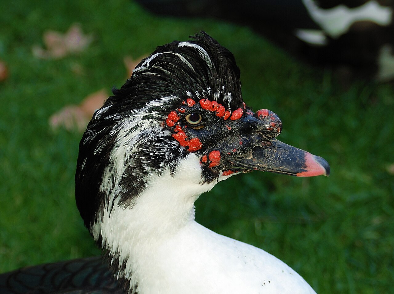 Duck Poop: What It Looks Like and How to Identify It