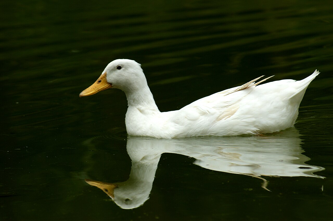 Duck Poop Size, Shape, and Texture