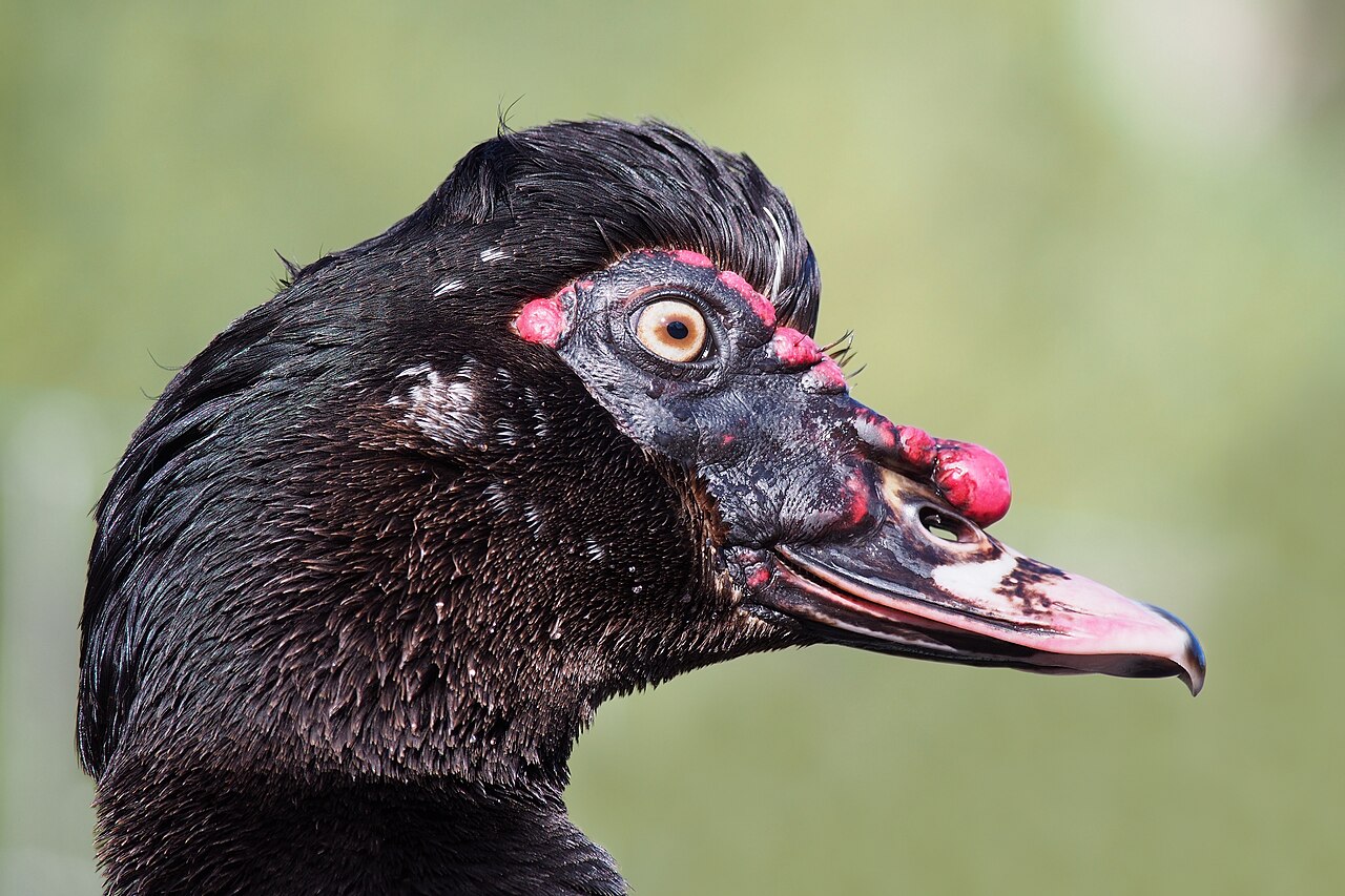 Duck Poop Color Chart: What Each Color Means