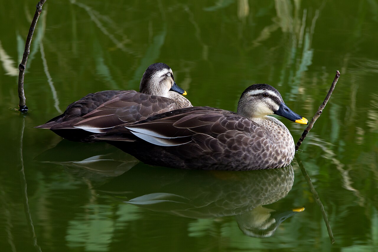 Where You Find Duck Droppings