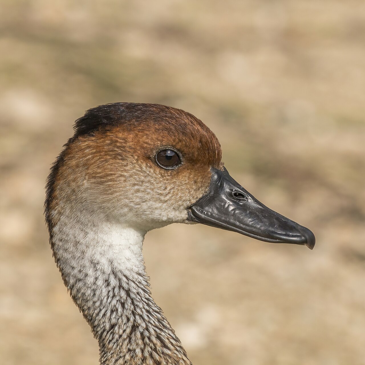 Duck Poop vs Goose Poop