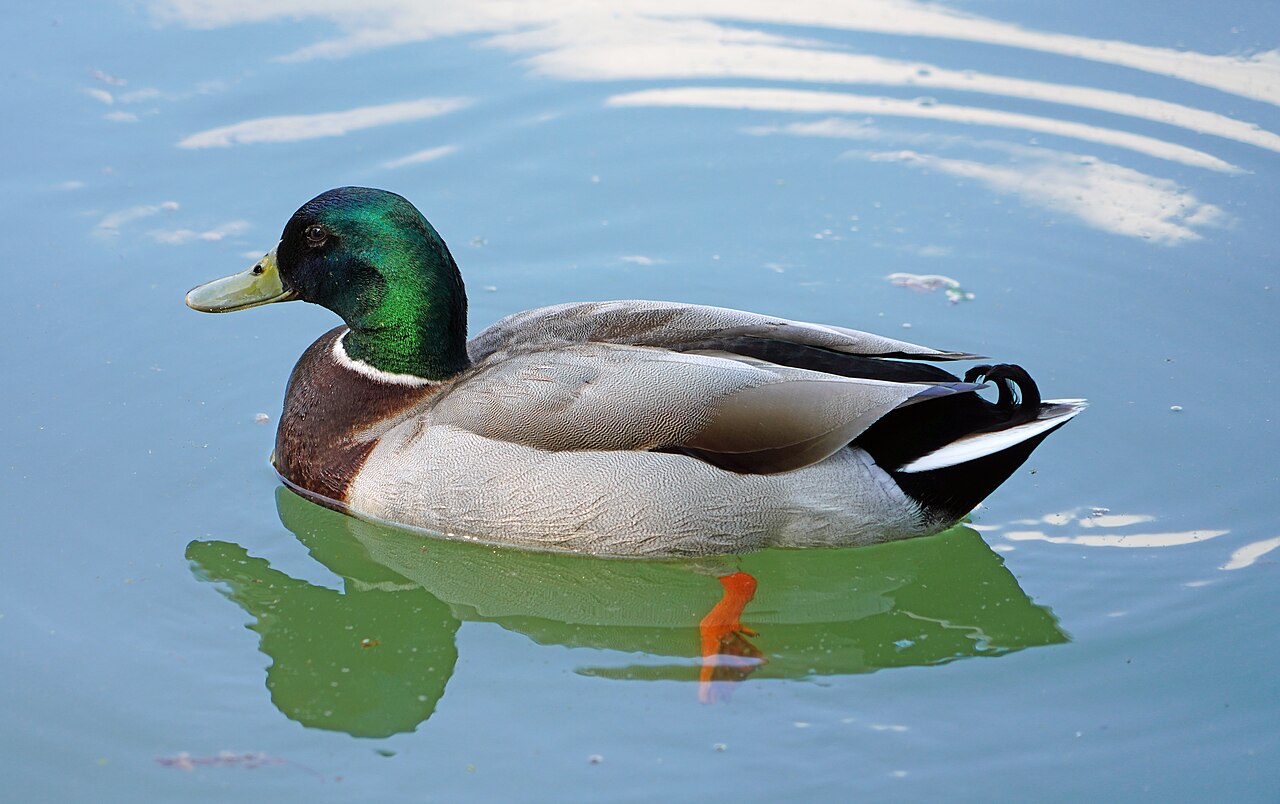Duck Sounds: 9 Calls, What They Mean and When You Hear Them