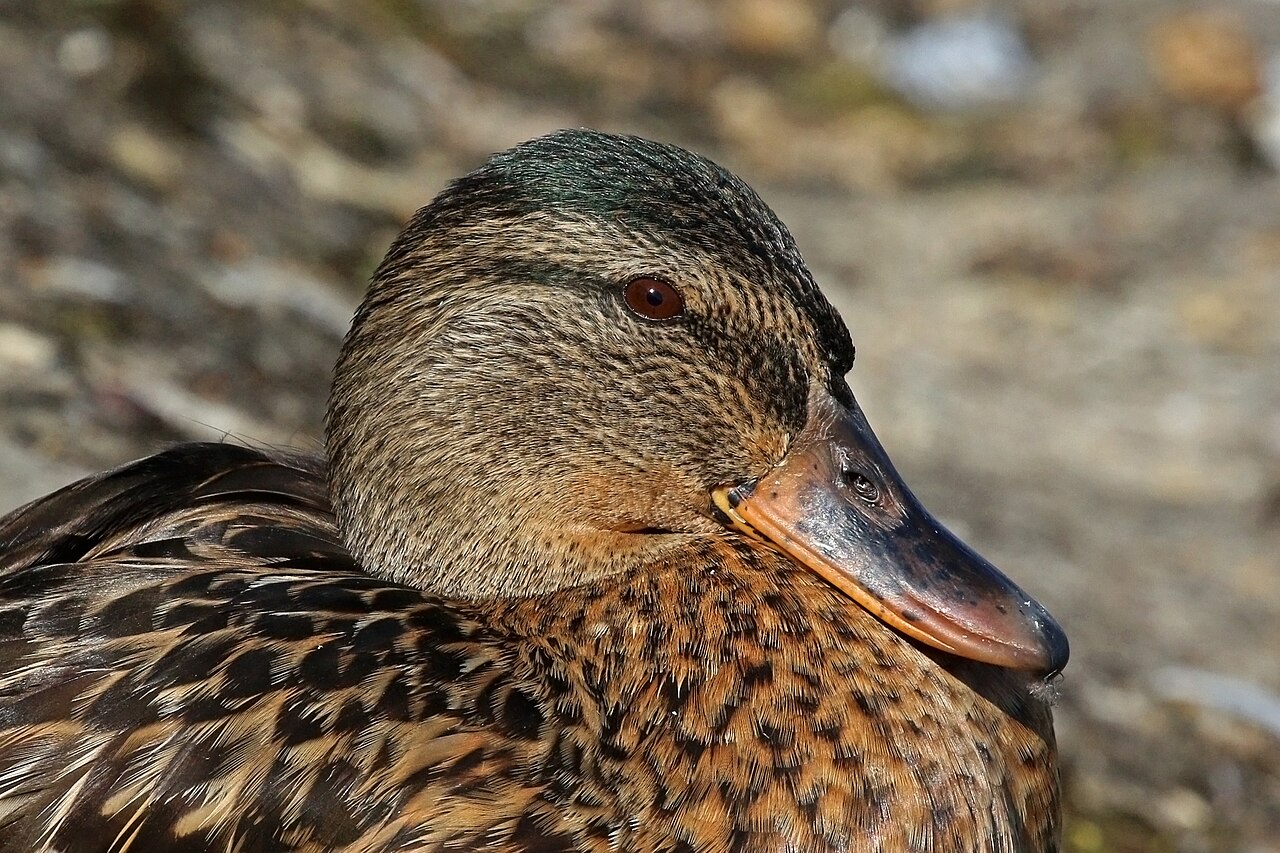 Drake Sounds: Why Males Rasp Instead of Quack