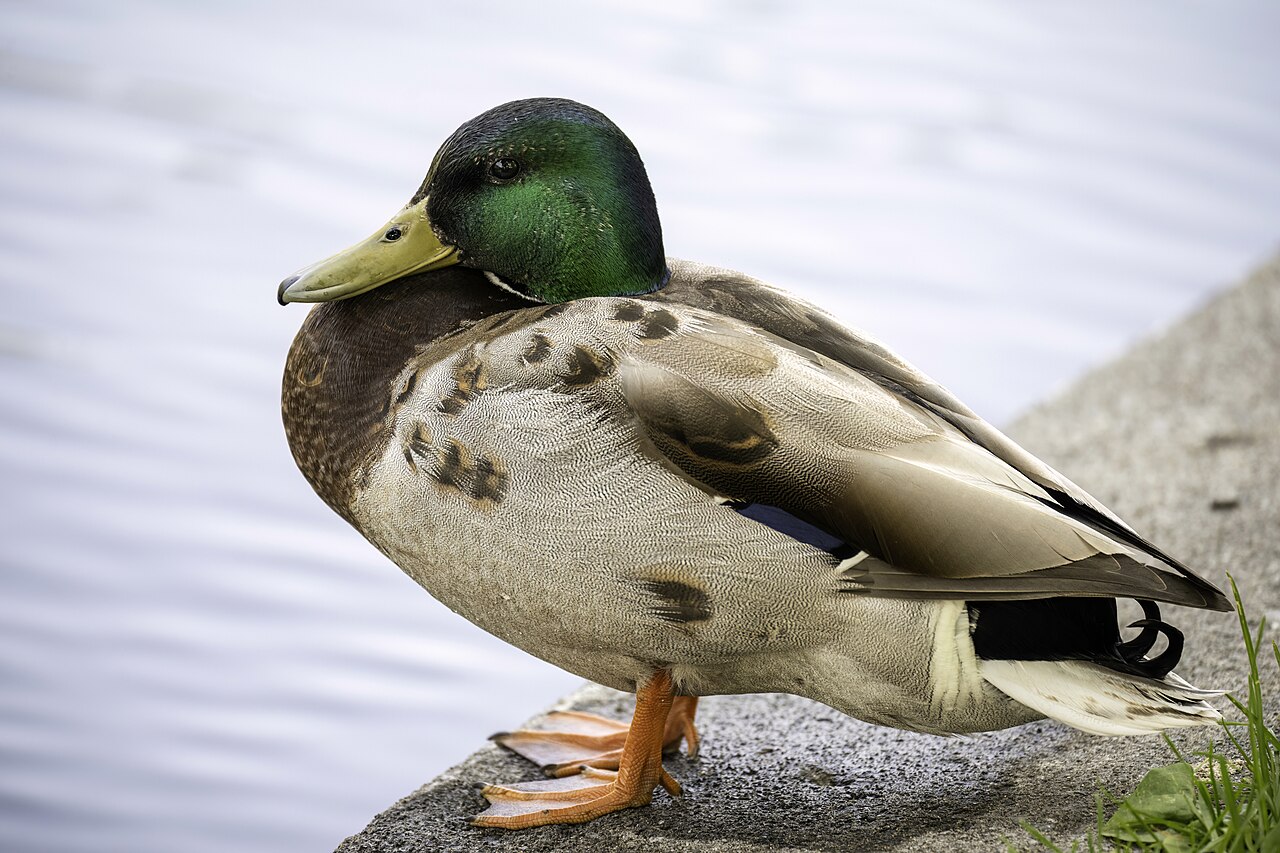 Duck Symbolism in Native American Traditions