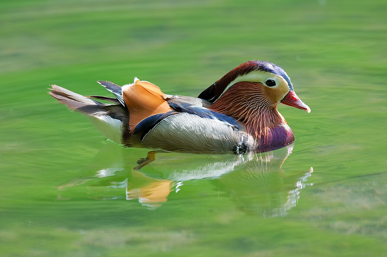 Celtic and European Duck Symbolism