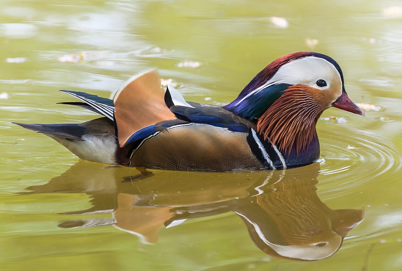 East Asian Duck Symbolism: Love and Fidelity