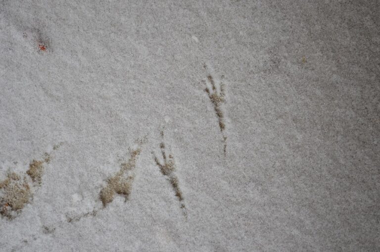 Duck Tracks: How to Identify Duck Footprints in Snow, Mud and Sand