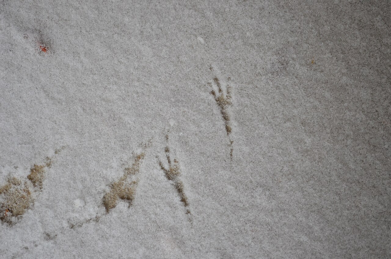 Duck Tracks: How to Identify Duck Footprints in Snow, Mud and Sand