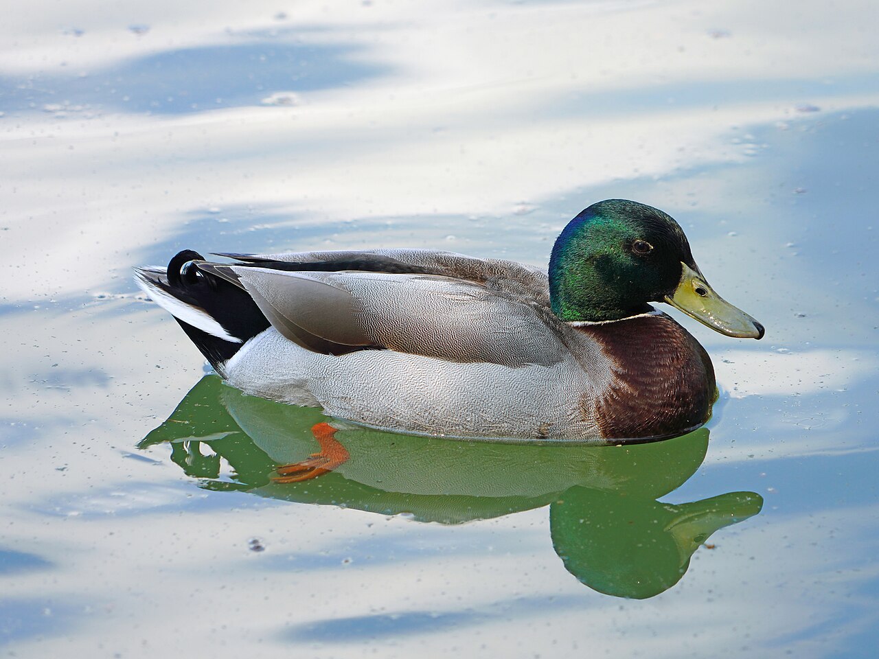 Duck track size and what it tells you