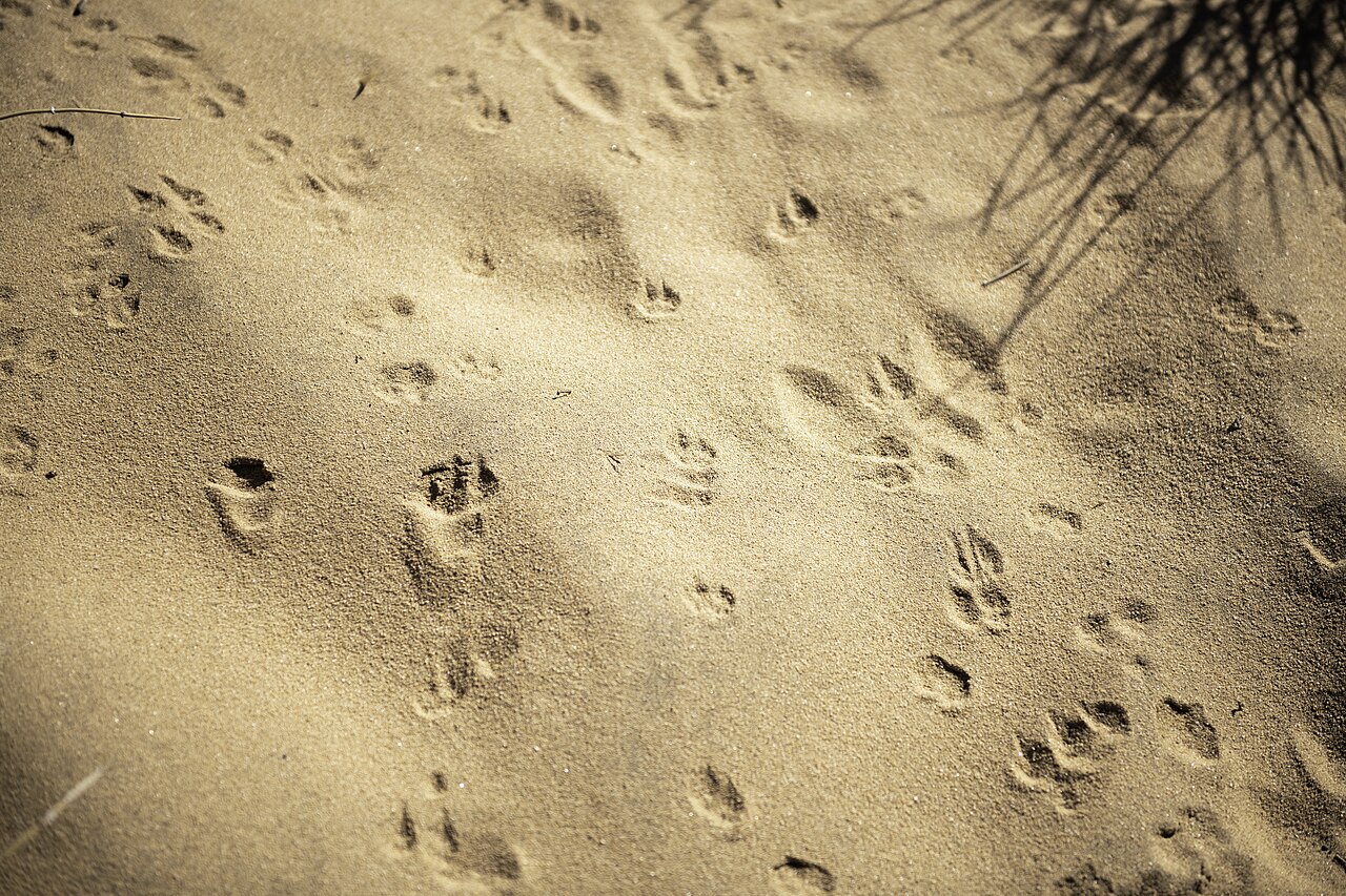 Duck tracks in snow
